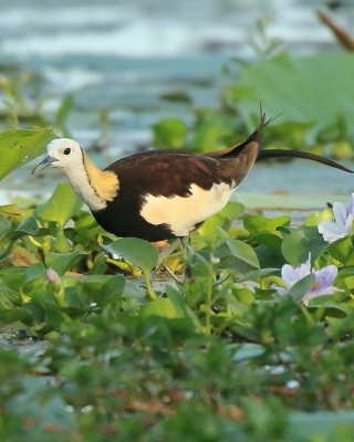 Długoszpon chiński - Hydrophasianus chirurgus - Pheasant-tailed Jacana