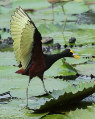 Długoszpon żółtoczelny - Jacana spinosa - Northern Jacana