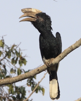 Dzioborożec baniastoczoły - Bycanistes subcylindricus - Black-and-white-casqued Hornbill