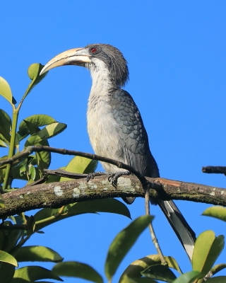 Dzioborożec cejloński - Ocyceros gingalensis - Sri Lanka Grey Hornbill