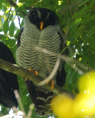 Dżunglarka czarnolica - Ciccaba nigrolineata - Black-and-white Owl
