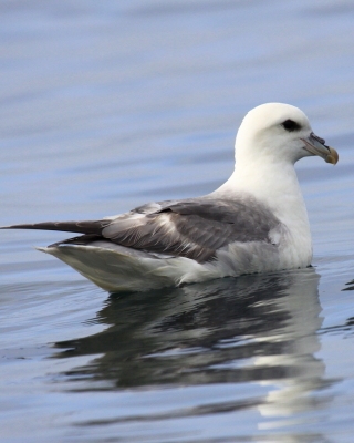 Fulmar - Fulmarus glacialis - Northern Fulmar