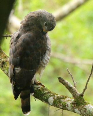 Gadożer krótkoskrzydły - Circaetus fasciolatus - Southern Banded Snake Eagle
