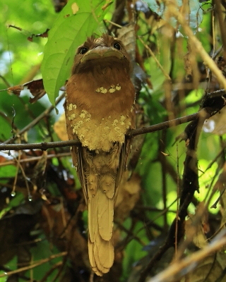 Gębal cejloński - Batrachostomus moniliger - Sri Lankan Frogmouth
