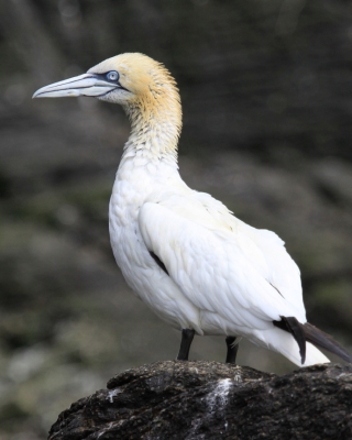 Głuptak - Morus bassanus - Northern Gannet