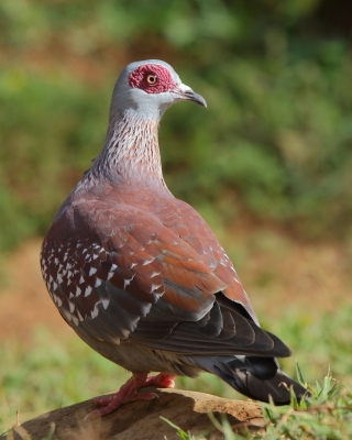 Gołąb okularowy - Columba guinea - Speckled Pigeon