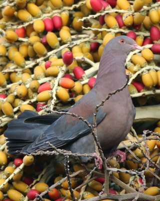 Gołąbczak czerwonodzioby - Patagioenas flavirostris - Red-billed Pigeon