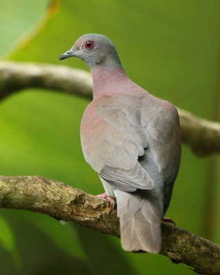 Gołąbczak różowawy - Patagioenas cayennensis - Pale-vented Pigeon