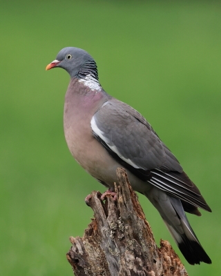 Grzywacz - Columba palumbus - Wood Pigeon