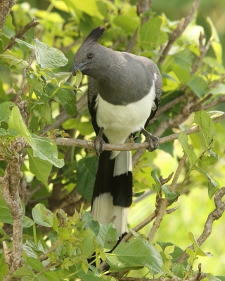 Hałaśnik białobrzuchy - Criniferoides leucogaster - White-bellied Go-away-bird