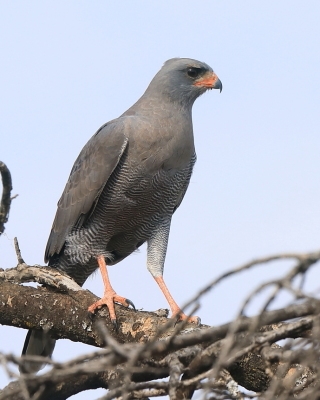 Jastrzębiak ciemny - Melierax metabates - Dark Chanting Goshawk