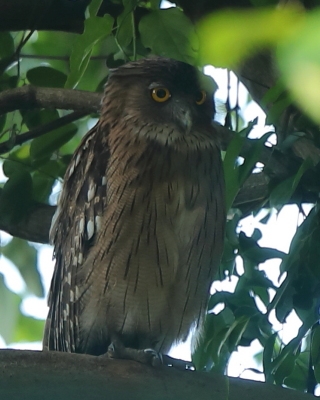 Ketupa bosonoga - Ketupa zeylonensis - Brown Fish Owl