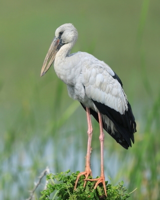 Kleszczak azjatycki - Anastomus oscitans - Asian Openbill