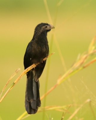 Kleszczojad bruzdodzioby - Crotophaga sulcirostris - Groove-billed Ani