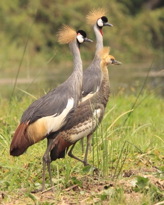 Koronnik szary - Balearica regulorum - Grey Crowned Crane