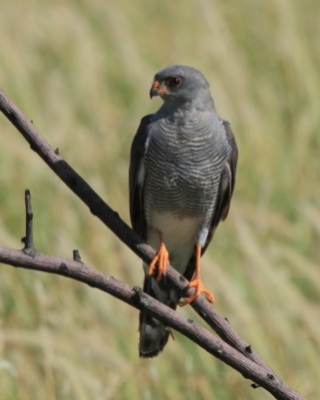Krogulec szary - Accipiter ovampensis - Ovambo Sparrowhawk