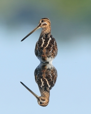 Kszyk - Gallinago gallinago - Common Snipe