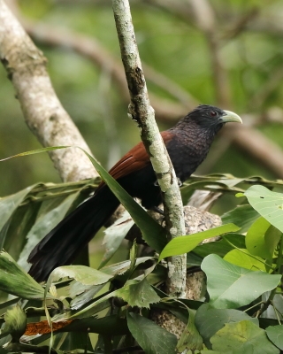 Kukal jasnodzioby - Centropus chlororhynchos - Green-billed Coucal