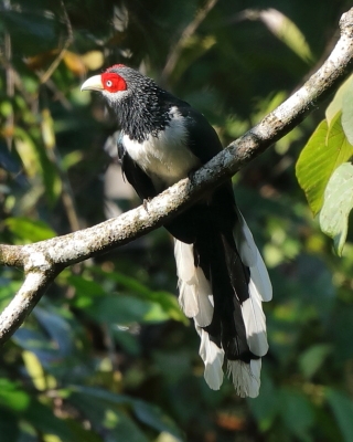 Kukuła białobrzucha - Phaenicophaeus pyrrhocephalus - Red-faced Malkoha