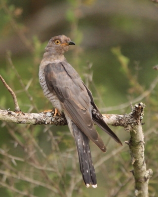Kukułka sawannowa - Cuculus gularis - African Cuckoo