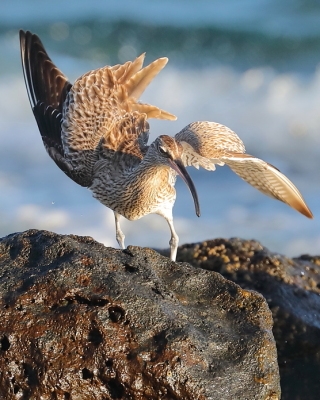 Kulik mniejszy - Numenius phaeopus - Whimbrel