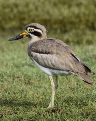 Kulon wielkodzioby - Esacus recurvirostris - Great Thick-knee