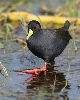 Kureczka czarna - Zapornia flavirostra - Black Crake