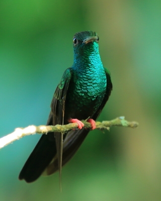 Kwiaciarek rudosterny - Bronze-tailed Plumeleteer