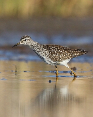Łęczak - Tringa glareola - Wood Sandpiper