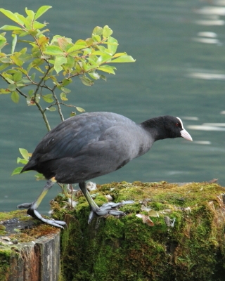 Łyska - Fulica atra - Common Coot