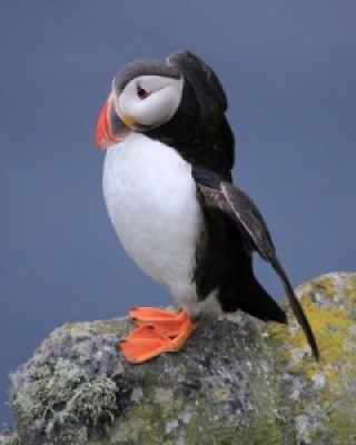 Alki - Auks