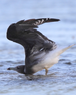 Mewa przydymiona - Ichthyaetus hemprichii - Sooty Gull