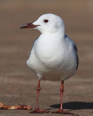 Mewa przylądkowa - Chroicocephalus hartlaubii - Hartlaub's Gull
