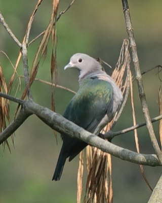 Muszkatela miedziana - Ducula aenea - Green Imperial Pigeon