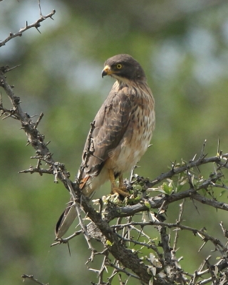 Myszołap rdzawoskrzydły - Butastur rufipennis - Grasshopper Buzzard