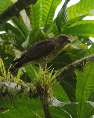 Myszołów szerokoskrzydły - Buteo platypterus - Broad-winged Hawk