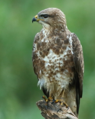Myszołów - Buteo buteo - Common Buzzard
