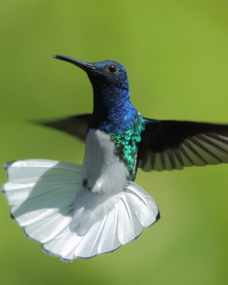 Nektareczek błękitny - Florisuga mellivora - White-necked Jacobin