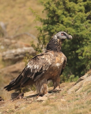Orłosęp - Gypaetus barbatus - Bearded Vulture