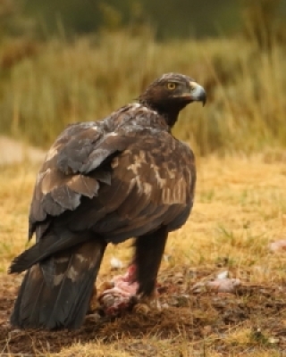 Jastrzębiowate - Kites, Hawks and Eagles