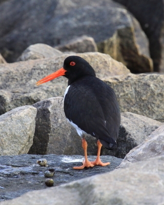 Ostrygojad - Haematopus ostralegus - Eurasian Oystercatcher