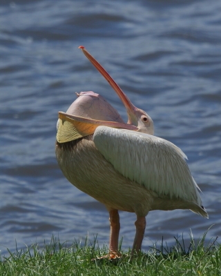 Pelikan różowy - Pelecanus onocrotalus - Great White Pelican