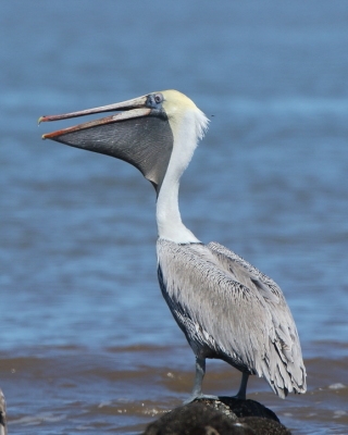 Pelikan brunatny - Pelecanus occidentalis - Brown Pelican