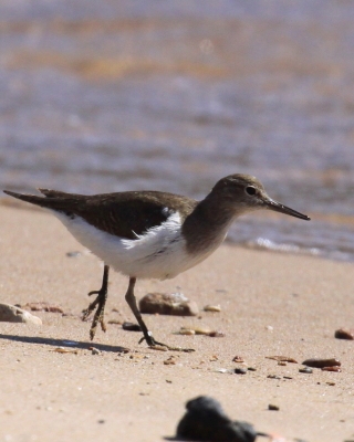 Brodziec piskliwy - Actitis hypoleucos - Common Sandpiper