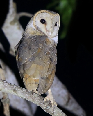 Płomykówka - Tyto alba - Common Barn Owl