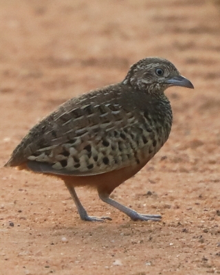 Przepiórnik prążkowany - Turnix suscitator - Barred Buttonquail
