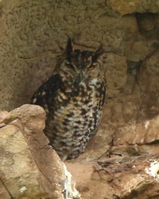 Puchacz górski - Bubo capensis mackinderi - Mackinder's Eagle Owl
