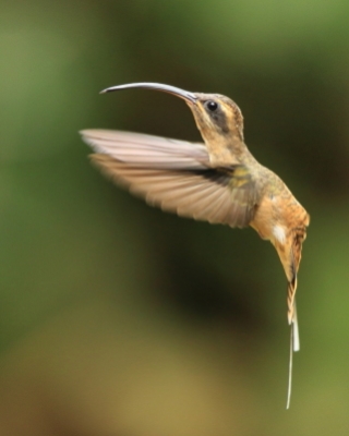 Pustelnik długodzioby - Long-billed Hermit