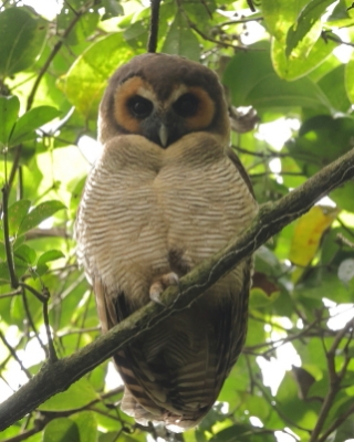 Puszczyk brunatny - Strix leptogrammica - Brown Wood Owl