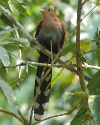 Rudzianka wielka - Piaya cayana - Squirrel Cuckoo